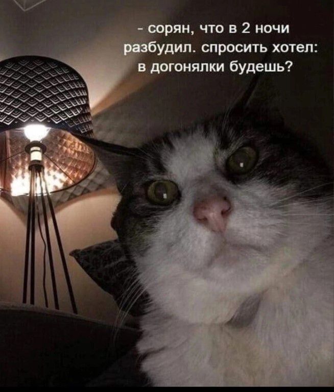 сорян, что в 2 ночи разбудил. спросить хотел: в догонялки будешь?