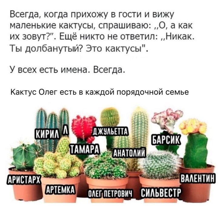 Всегда, когда прихожу в гости и вижу маленькие кактусы, спрашиваю: „О, а как их зовут?”. Ещё никто не ответил: „Никак. Ты долбанутый? Это кактусы”. У всех есть имена. Всегда. Кактус Олег есть в каждой порядочной семье. Аристарх, Артемка, Кирилл, Тамара, Джульетта, Олег Петрович, Анатолий, Сильвестр, Барсик, Валентин