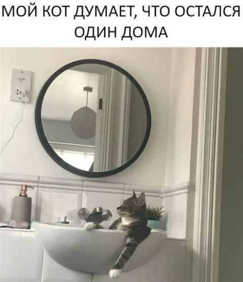МОЙ КОТ ДУМАЕТ, ЧТО ОСТАЛСЯ ОДИН ДОМА