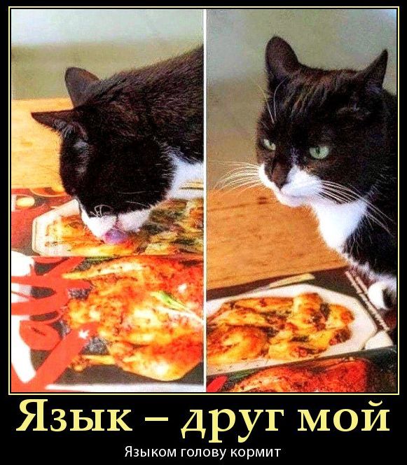 Язык — друг мой Языком голову кормит