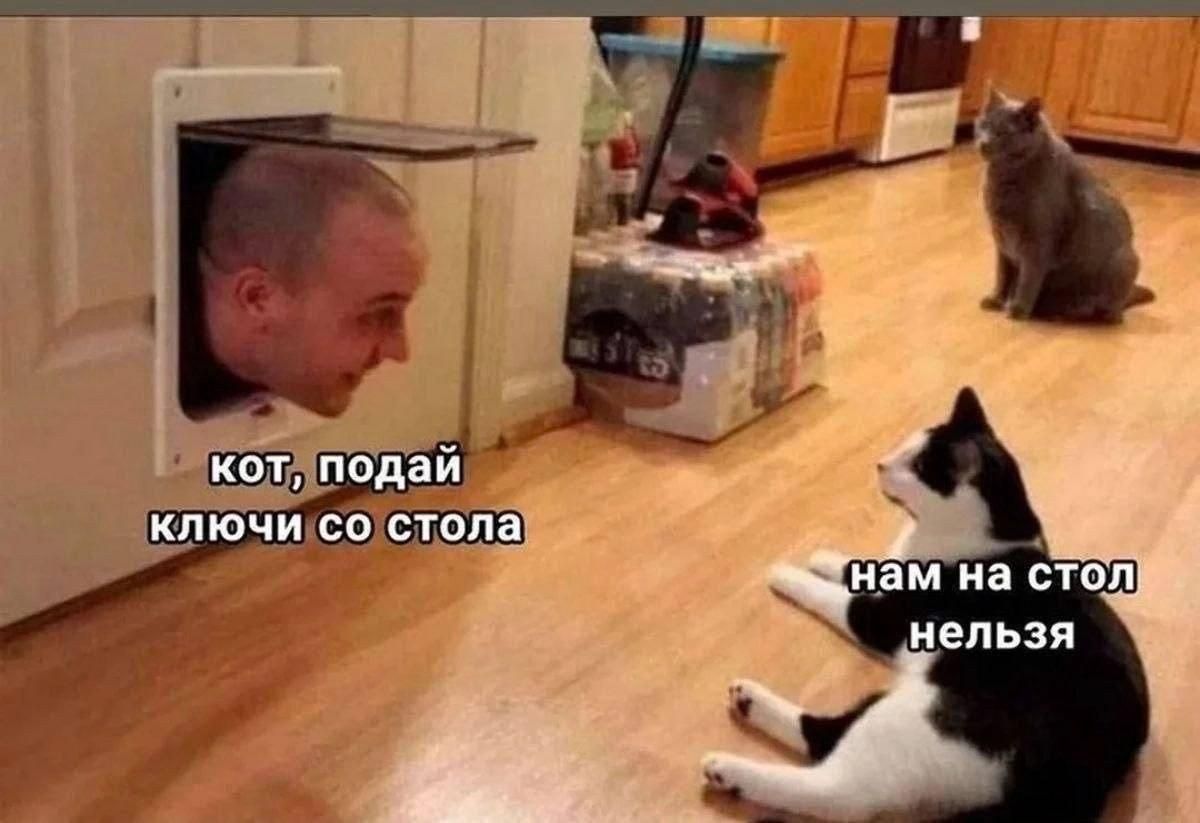 кот, подай ключи со стола нам на стол нельзя