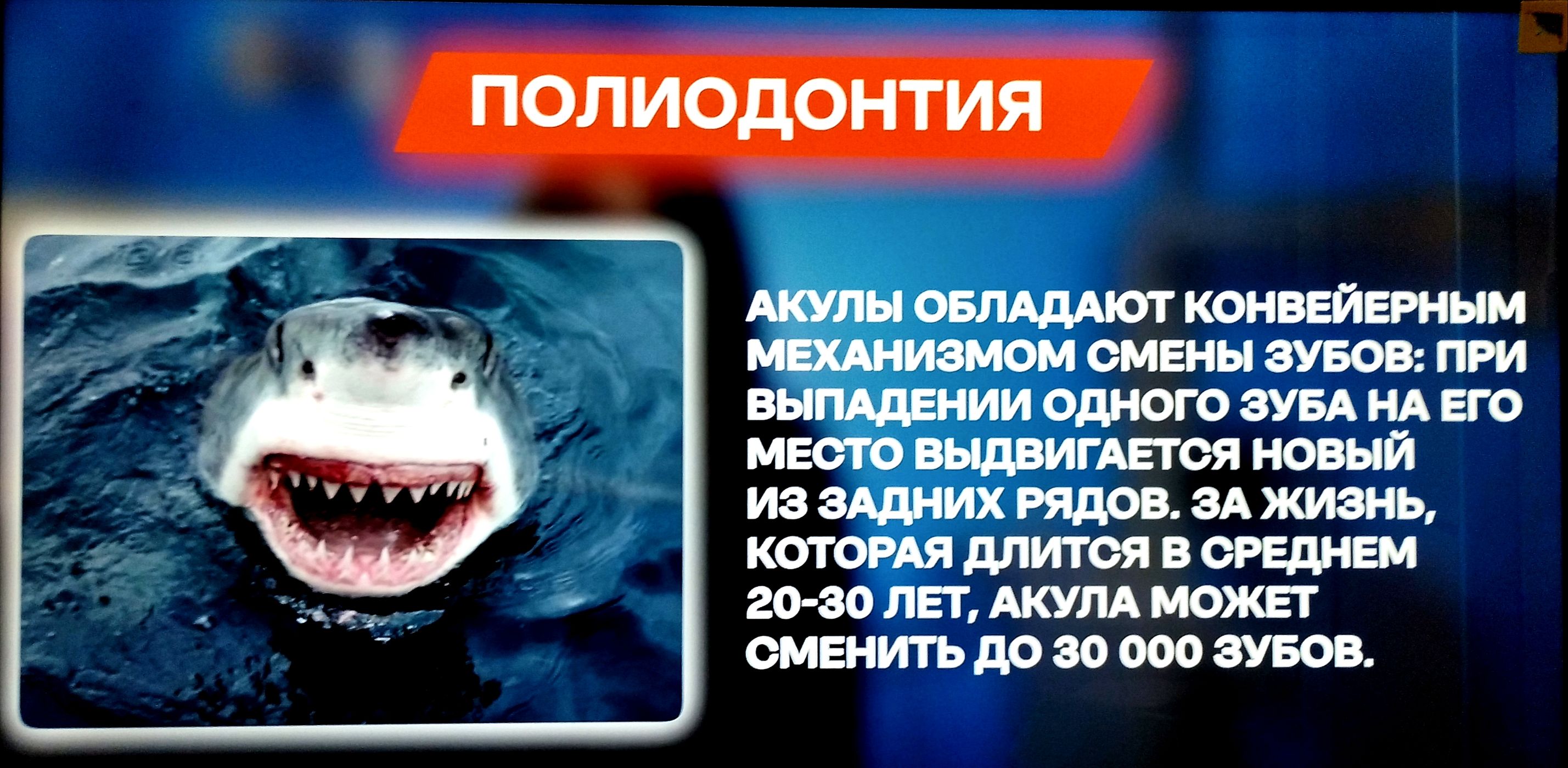 ПОЛИОДОНТИЯ АКУЛЫ ОБЛАДАЮТ КОНВЕЙЕРНЫМ МЕХАНИЗМОМ СМЕНЫ ЗУБОВ: ПРИ ВЫПАДЕНИИ ОДНОГО ЗУБА НА ЕГО МЕСТО ВЫДВИГАЕТСЯ НОВЫЙ ИЗ ЗАДНИХ РЯДОВ. ЗА ЖИЗНЬ, КОТОРАЯ ДЛИТСЯ В СРЕДНЕМ 20-30 ЛЕТ, АКУЛА МОЖЕТ СМЕНИТЬ ДО 30 000 ЗУБОВ.