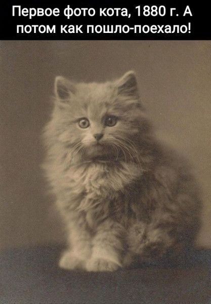 Первое фото кота, 1880 г. А потом как пошло-поехало!