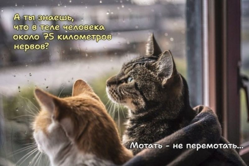 А ты знаешь, что в теле человека около 75 километров нервов? Мотать - не перемотать...