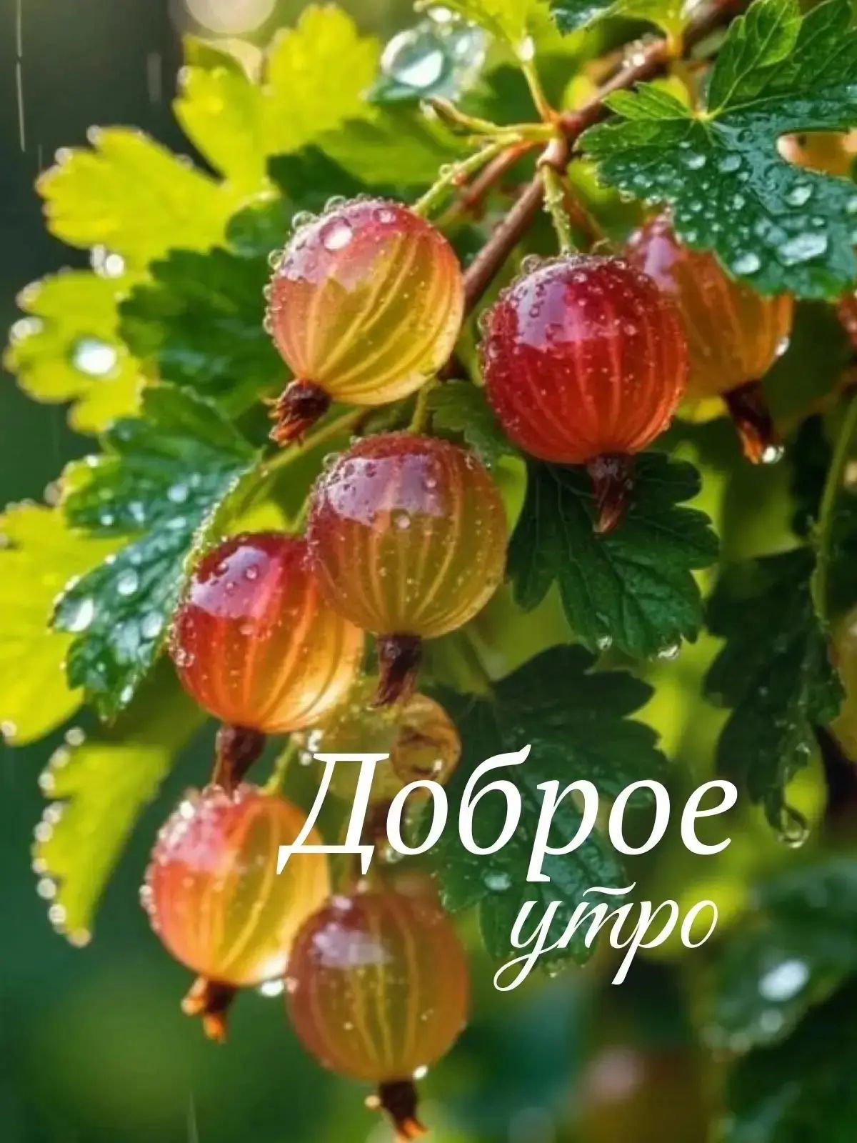 Доброе утро