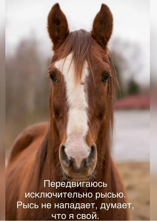 Передвигаюсь исключительно рысью. Рысь не нападает, думает, что я свой.