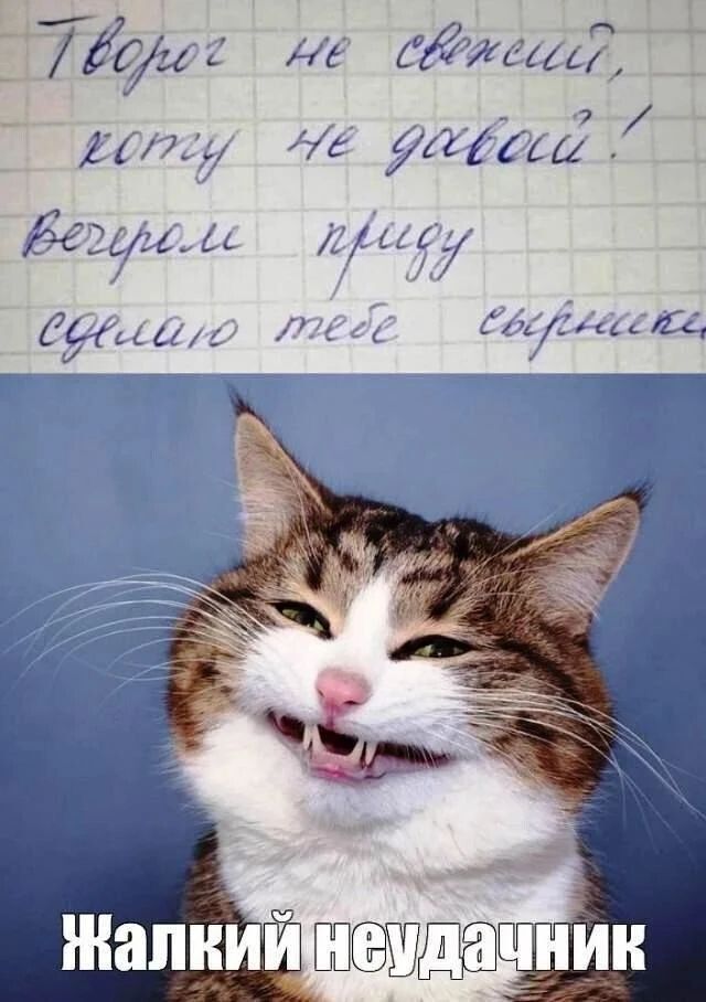 Творог не свежий, коту не давай! Вечером приду сделаю тебе сырники. Жалкий неудачник