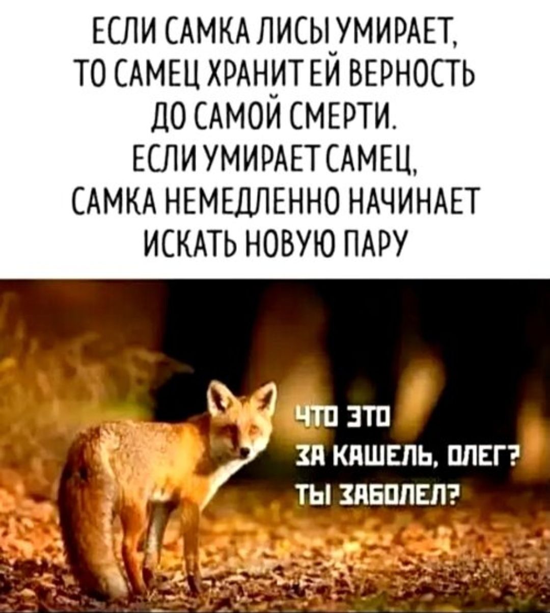 ЕСЛИ САМКА ЛИСЫ УМИРАЕТ, ТО САМЕЦ ХРАНИТ ЕЙ ВЕРНОСТЬ ДО САМОЙ СМЕРТИ. ЕСЛИ УМИРАЕТ САМЕЦ, САМКА НЕМЕДЛЕННО НАЧИНАЕТ ИСКАТЬ НОВУЮ ПАРУ. ЧТО ЭТО ЗА КАШЕЛЬ, ОЛЕГ? ТЫ ЗАБОЛЕЛ?