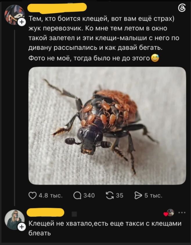 Тем, кто боится клещей, вот вам ещё страх) жук перевозчик. Ко мне тем летом в окно такой залетел и эти клещи-малыши с него по дивану рассыпались и как давай бегать. Фото не моё, тогда было не до этого. Клещей не хватало,есть еще такси с клещами блеать