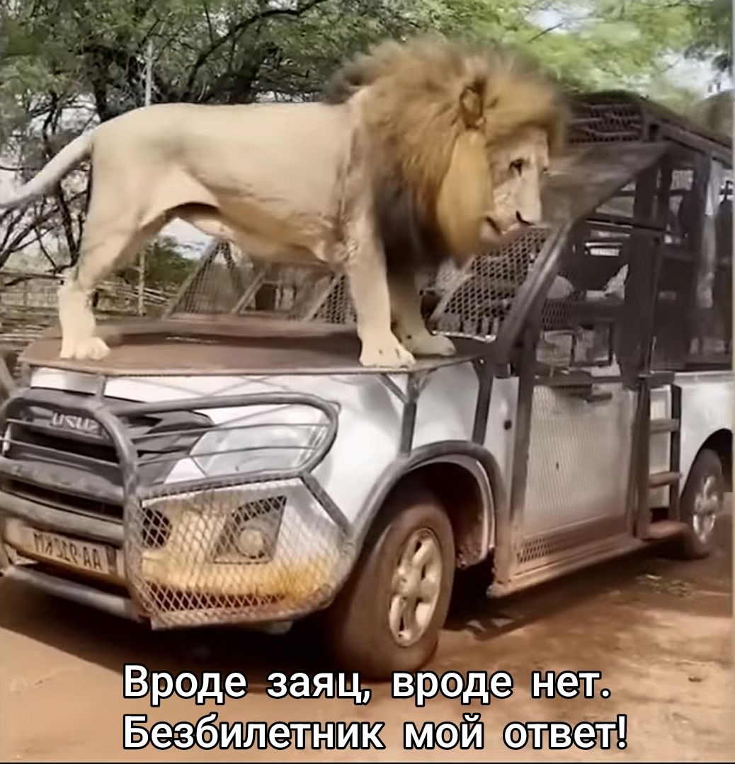 Вроде заяц, вроде нет. Безбилетник мой ответ!