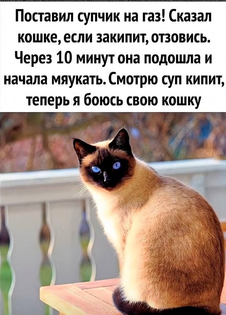 Поставил супчик на газ! Сказал кошке, если закипит, отзовись. Через 10 минут она подошла и начала мяукать. Смотрю суп кипит, теперь я боюсь свою кошку