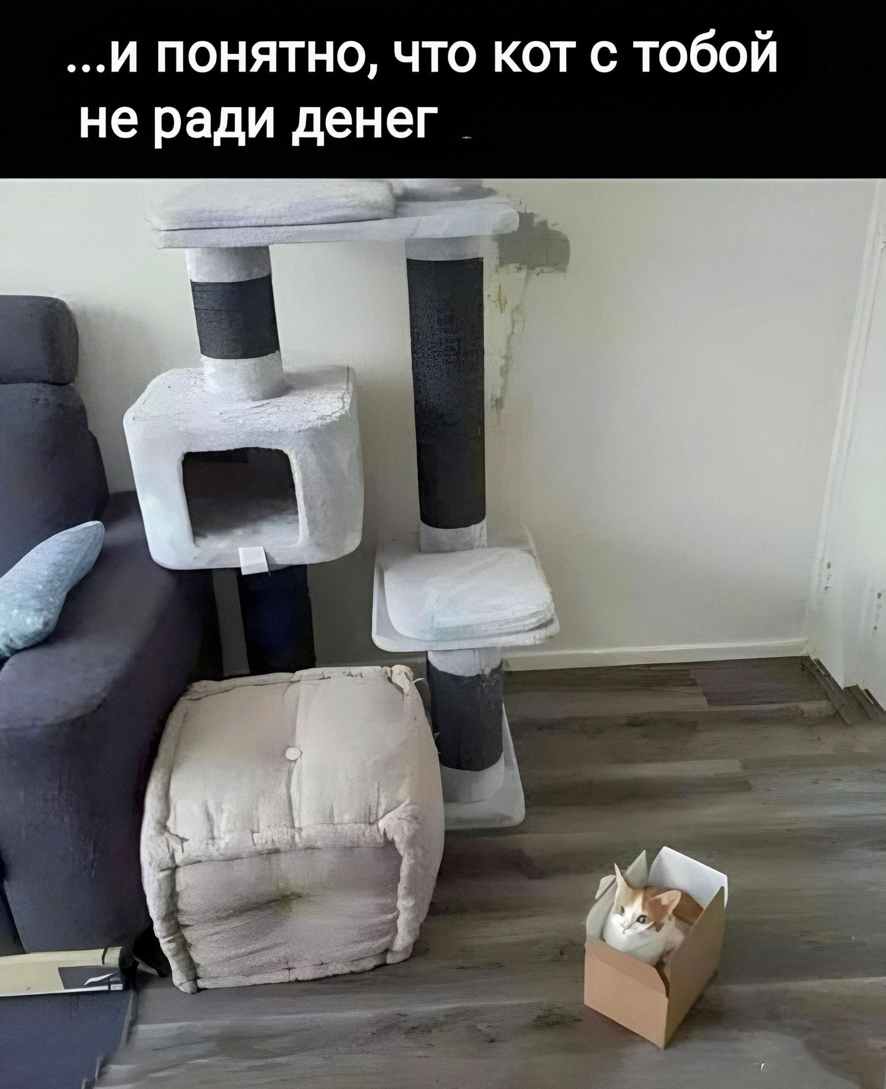 ...и понятно, что кот с тобой не ради денег