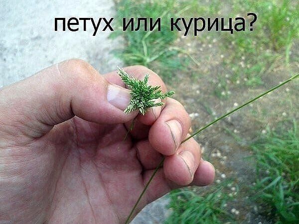 петух или курица?