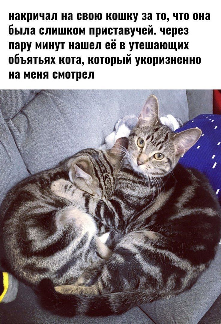 накричал на свою кошку за то, что она была слишком приставучей. через пару минут нашел её в утешающих объятиях кота, который укоризненно на меня смотрел