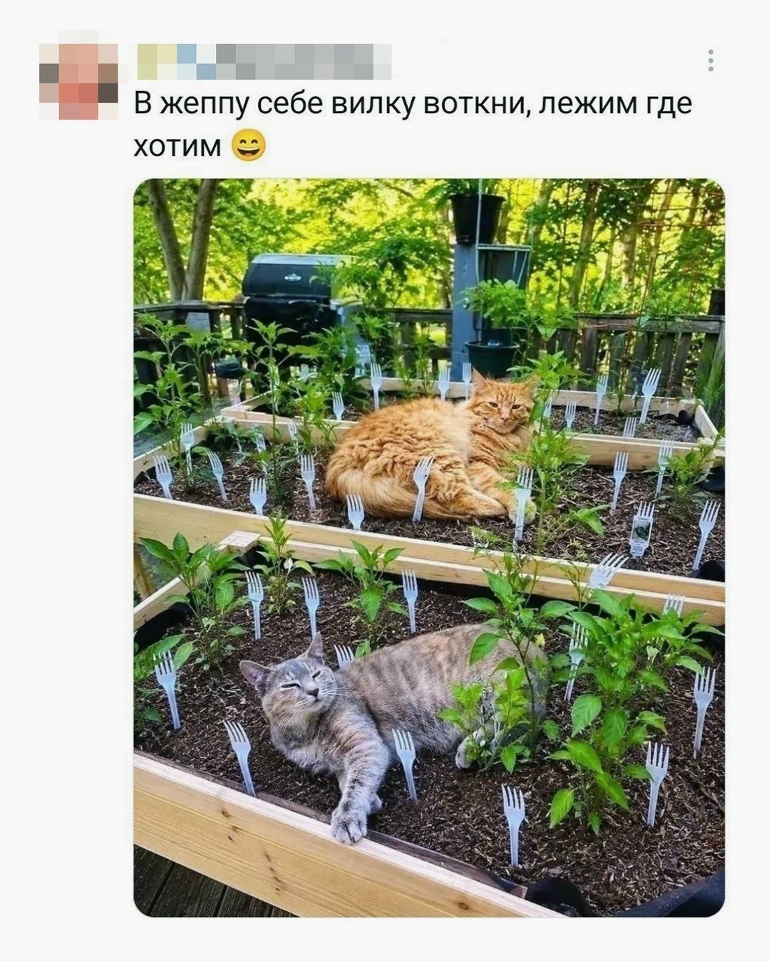 В жеппу себе вилку воткни, лежим где хотим