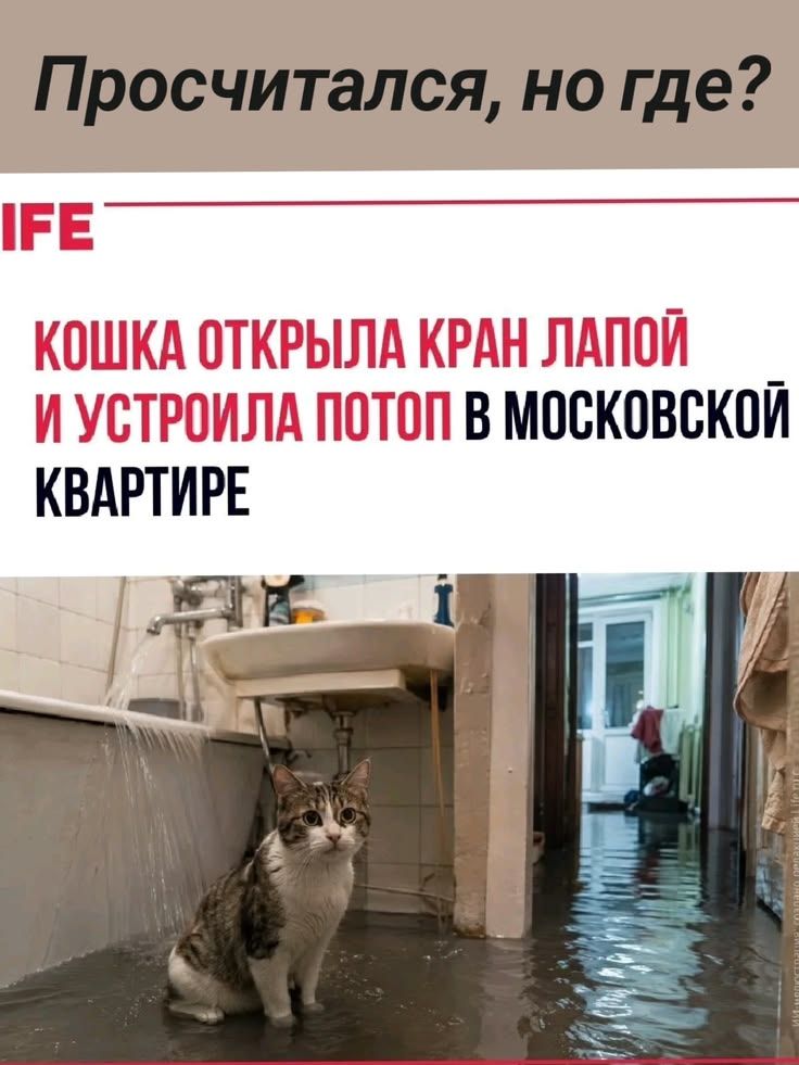 Просчитался, но где?
IFE
КОШКА ОТКРЫЛА КРАН ЛАПОЙ И УСТРОИЛА ПОТОП В МОСКОВСКОЙ КВАРТИРЕ
Иллюстрация: коллаж, опубликованный Life.ru