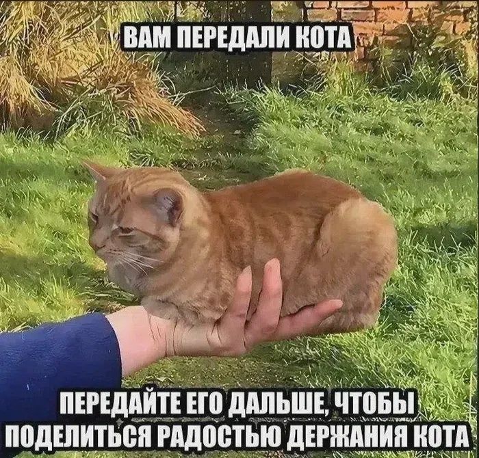 ВАМ ПЕРЕДАЛИ КОТА ПЕРЕДАЙТЕ ЕГО ДАЛЬШЕ, ЧТОБЫ ПОДЕЛИТЬСЯ РАДОСТЬЮ ДЕРЖАНИЯ КОТА