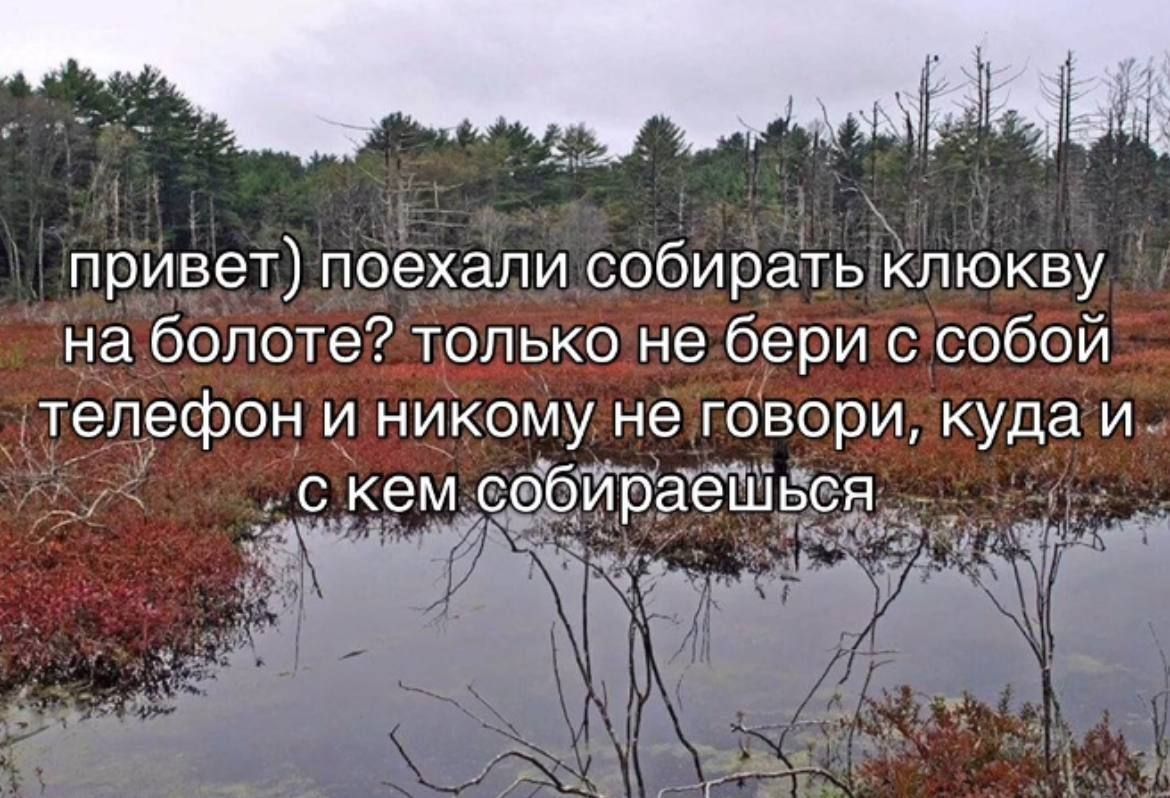привет) поехали собирать клюкву на болоте? только не бери с собой телефон и никому не говори, куда и с кем собираешься