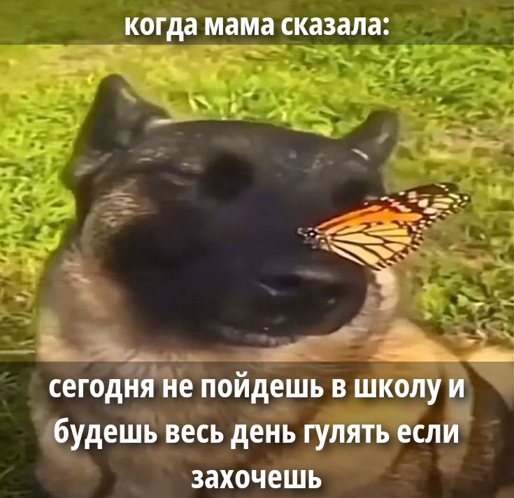 когда мама сказала: сегодня не пойдешь в школу и будешь весь день гулять если захочешь