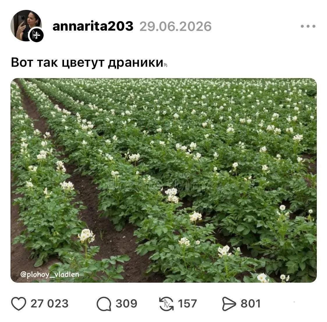 annarita203 29.06.2026 Вот так цветут драники @plohoy_vladlen