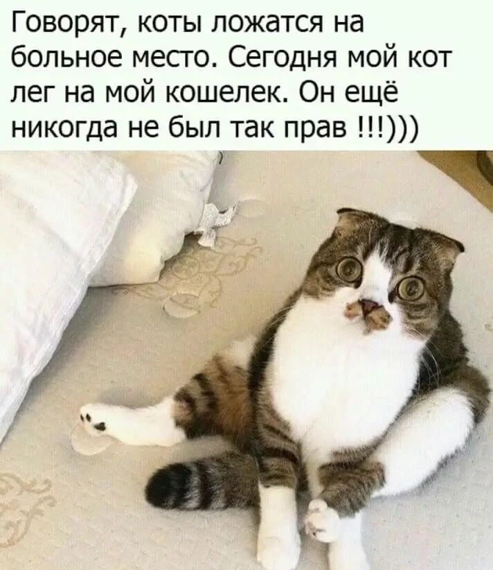 Говорят, коты ложатся на больное место. Сегодня мой кот лег на мой кошелек. Он ещё никогда не был так прав !!!)))