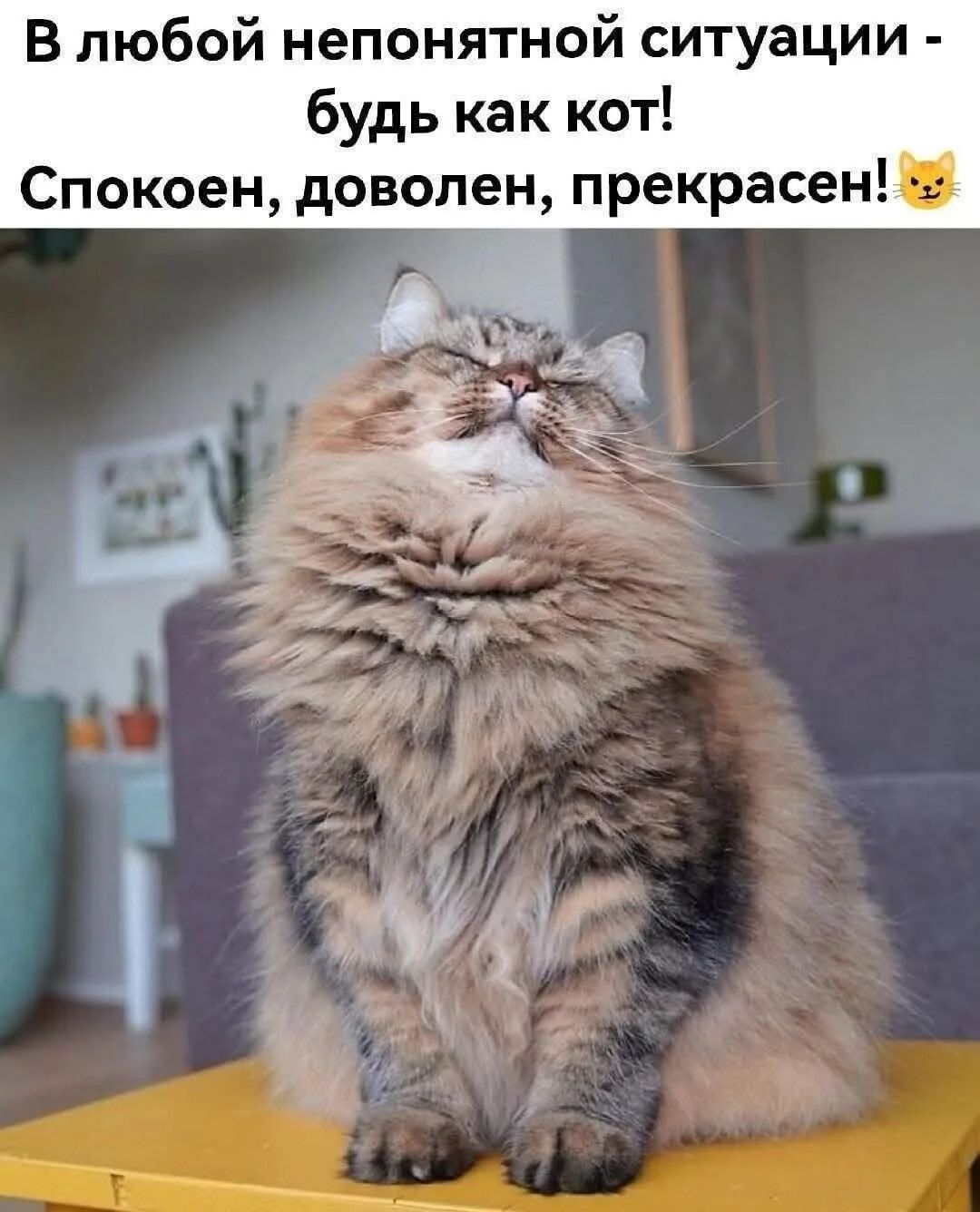 В любой непонятной ситуации - будь как кот! Спокоен, доволен, прекрасен!