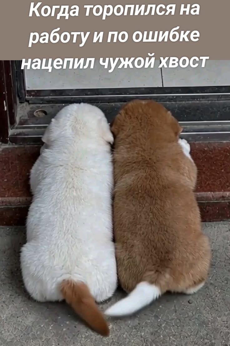 Когда торопился на работу и по ошибке нацепил чужой хвост