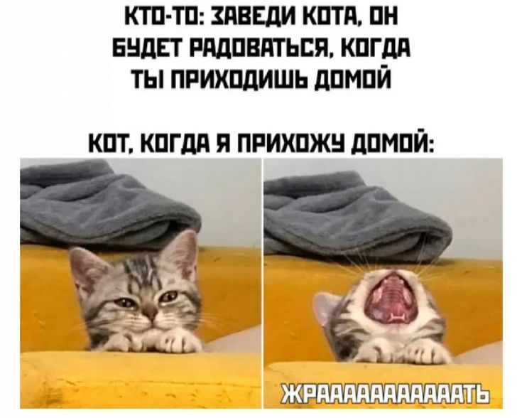 КТО-ТО: ЗАВЕДИ КОТА, ОН БУДЕТ РАДОВАТЬСЯ, КОГДА ТЫ ПРИХОДИШЬ ДОМОЙ КОТ, КОГДА Я ПРИХОЖУ ДОМОЙ: ЖРАААААААААААААТЬ