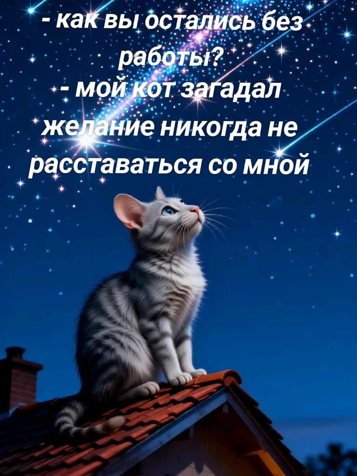 - как вы остались без работы? - мой кот загадал желание никогда не расставаться со мной