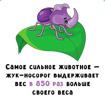 Самое сильное животное – жук-носорог выдерживает вес в 850 раз больше своего веса