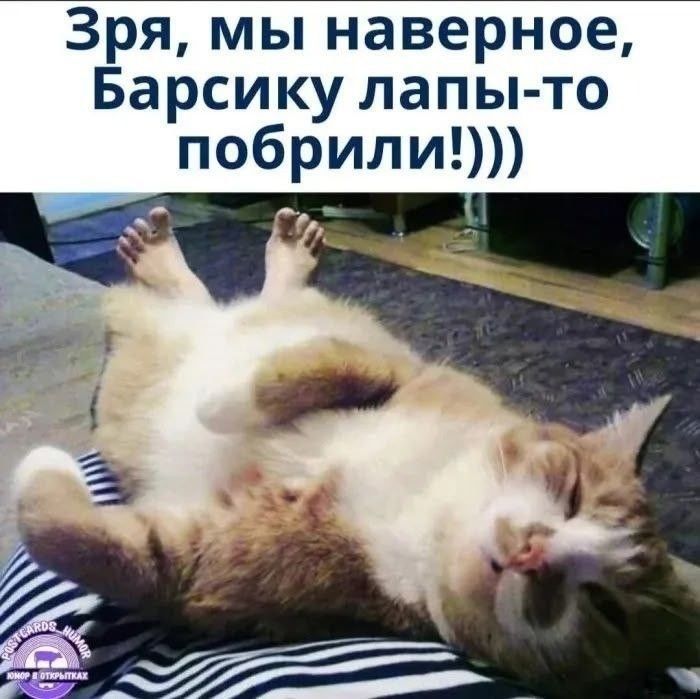 Зря, мы наверное, Барсику лапы-то побрили!)))