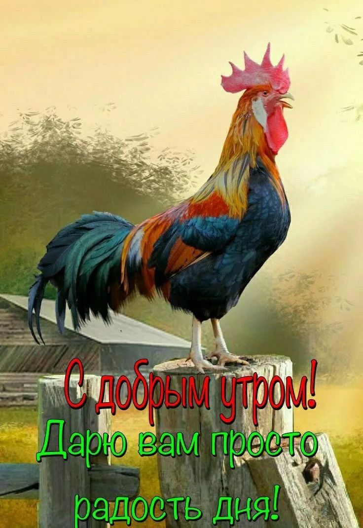 С добрым утром! Дарю вам просто радость дня!