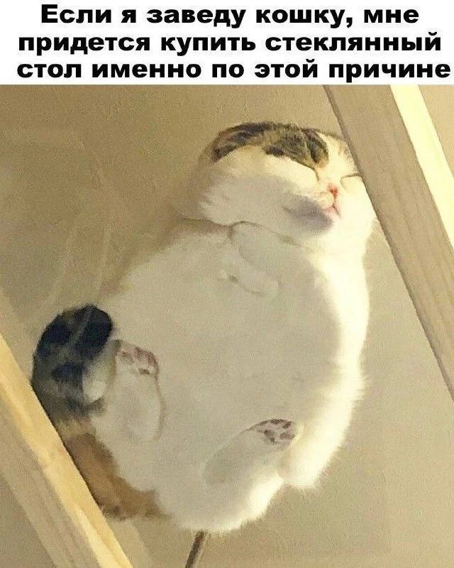 Если я заведу кошку, мне придется купить стеклянный стол именно по этой причине