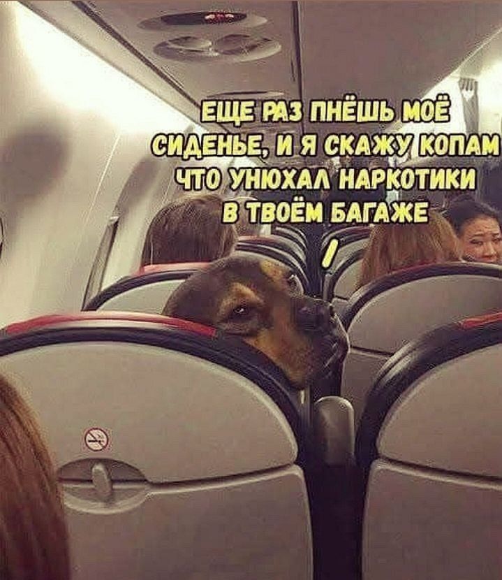 ЕЩЕ РАЗ ПНЁШЬ МОЁ СИДЕНЬЕ, И Я СКАЖУ КОПАМ ЧТО УНЮХАЛ НАРКОТИКИ В ТВОЁМ БАГАЖЕ
