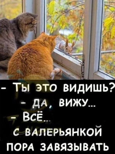 - Ты это видишь? - Да, вижу... - Всё... С валерьянкой пора завязывать