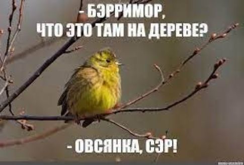 - БЭРРИМОР, ЧТО ЭТО ТАМ НА ДЕРЕВЕ? - ОВСЯНКА, СЭР!