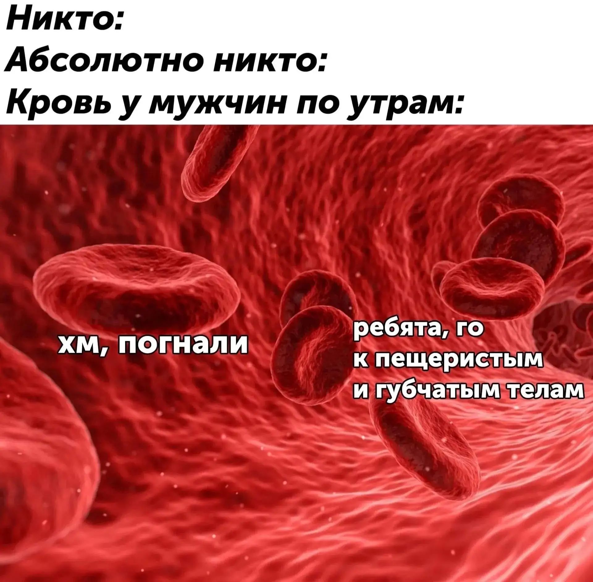Никто: Абсолютно никто: Кровь у мужчин по утрам: хм, погнали ребята, го к пещеристым и губчатым телам