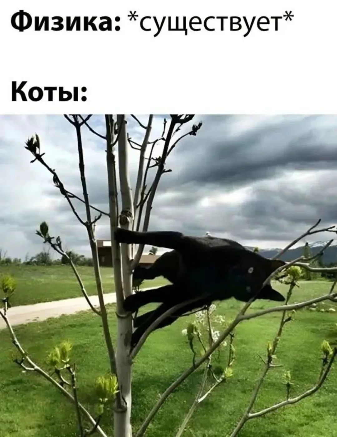 Физика: *существует* Коты: