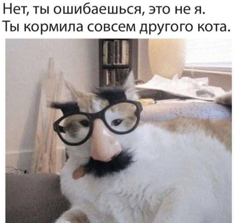 Нет, ты ошибаешься, это не я. Ты кормила совсем другого кота.