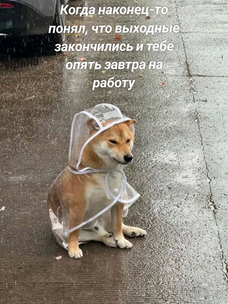 Когда наконец-то понял, что выходные закончились и тебе опять завтра на работу