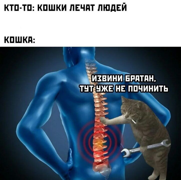 Кто-то: кошки лечат людей. Кошка: Извини братан, тут уже не починить