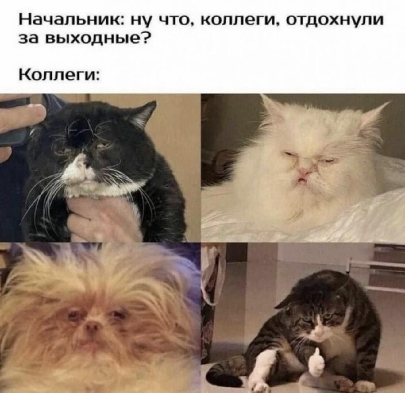 Начальник: ну что, коллеги, отдохнули за выходные? Коллеги: