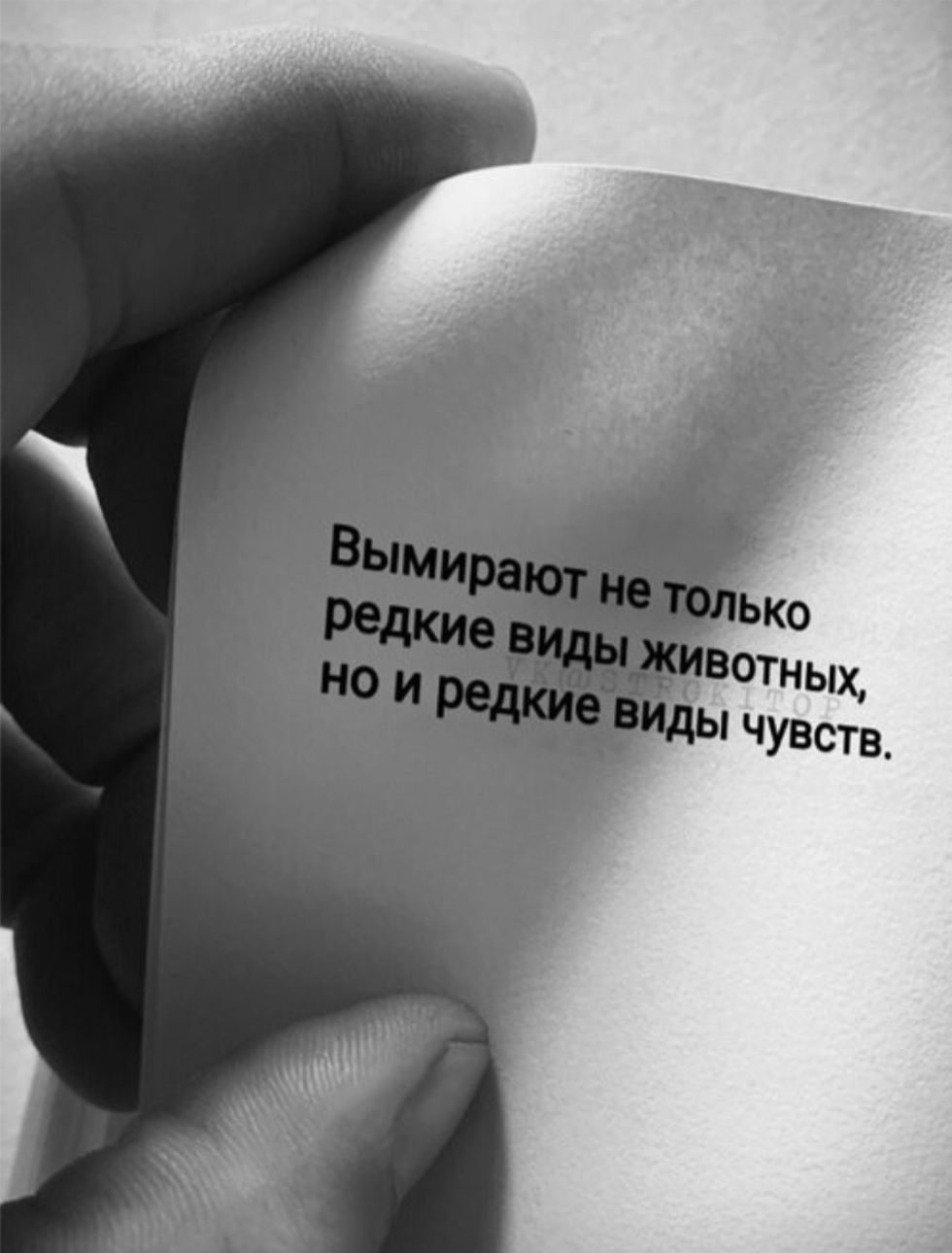 Вымирают не только редкие виды животных, но и редкие виды чувств.