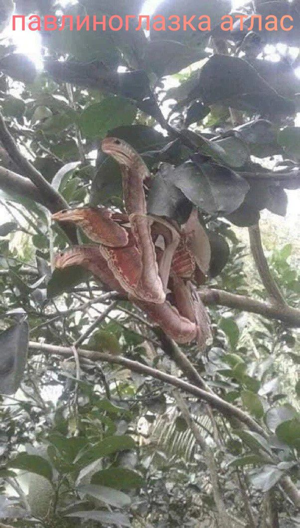 павлиноглазка атлас