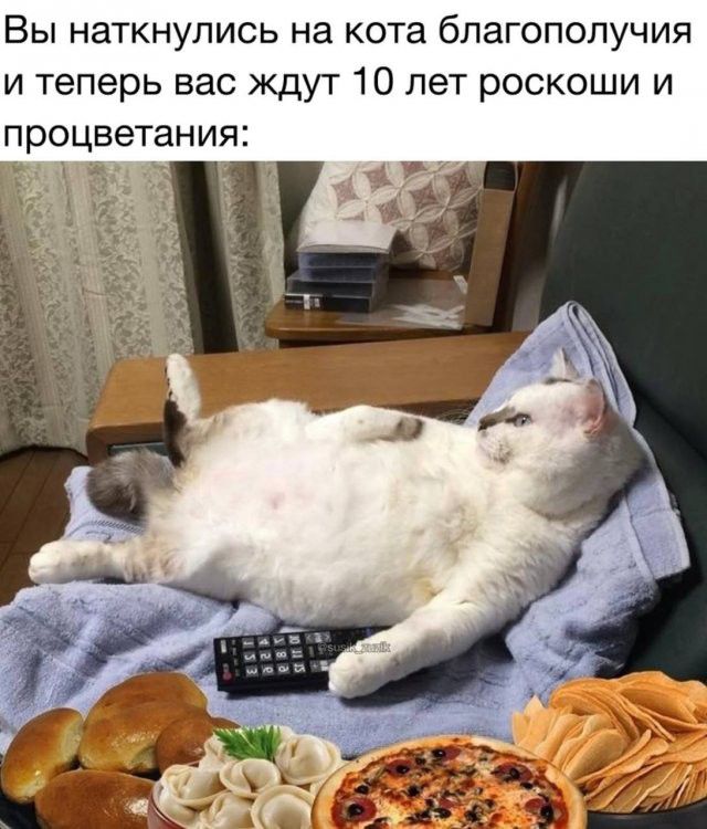 Вы наткнулись на кота благополучия и теперь вас ждут 10 лет роскоши и процветания: