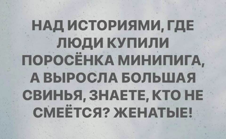 Над историями, где люди купили поросёнка минипига, а выросла большая свинья, знаете, кто не смеётся? Женатые!