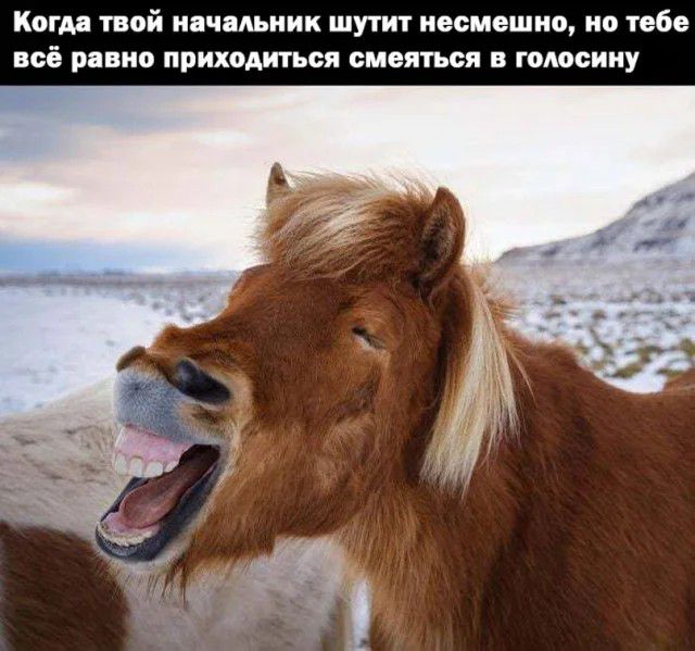 Когда твой начальник шутит несмешно, но тебе всё равно приходится смеяться в голосину