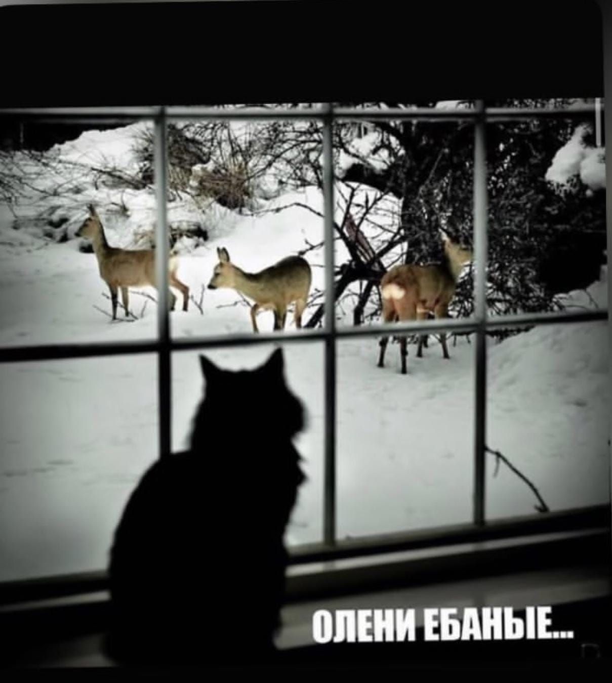 Олени ебаные...
