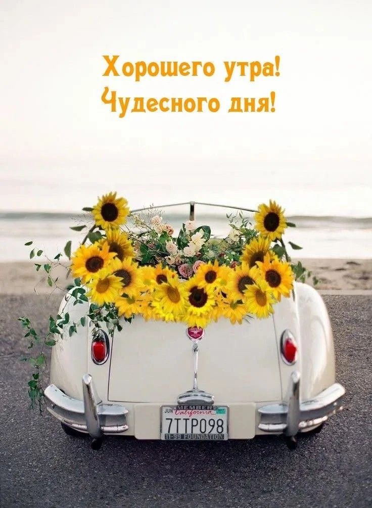 Хорошего утра! Чудесного дня!