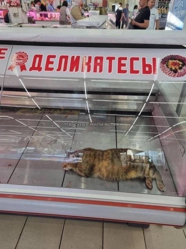 ДЕЛИКАТЕСЫ ТГК СУПЕР МИЛЫЕ КОТИКИ